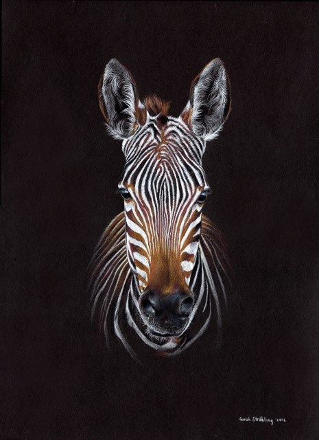 نقاشی های شگفت انگیز حیات وحش روی کاغذ سیاه و سفید توسط سارا استربلینگ
